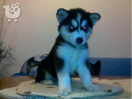 Kαλή τιμή!!!.Πουλάω όμορφα κουτάβια ράτσα SIBERIAN HUSKY - Σιβηριανος Χασκι -220 euro...